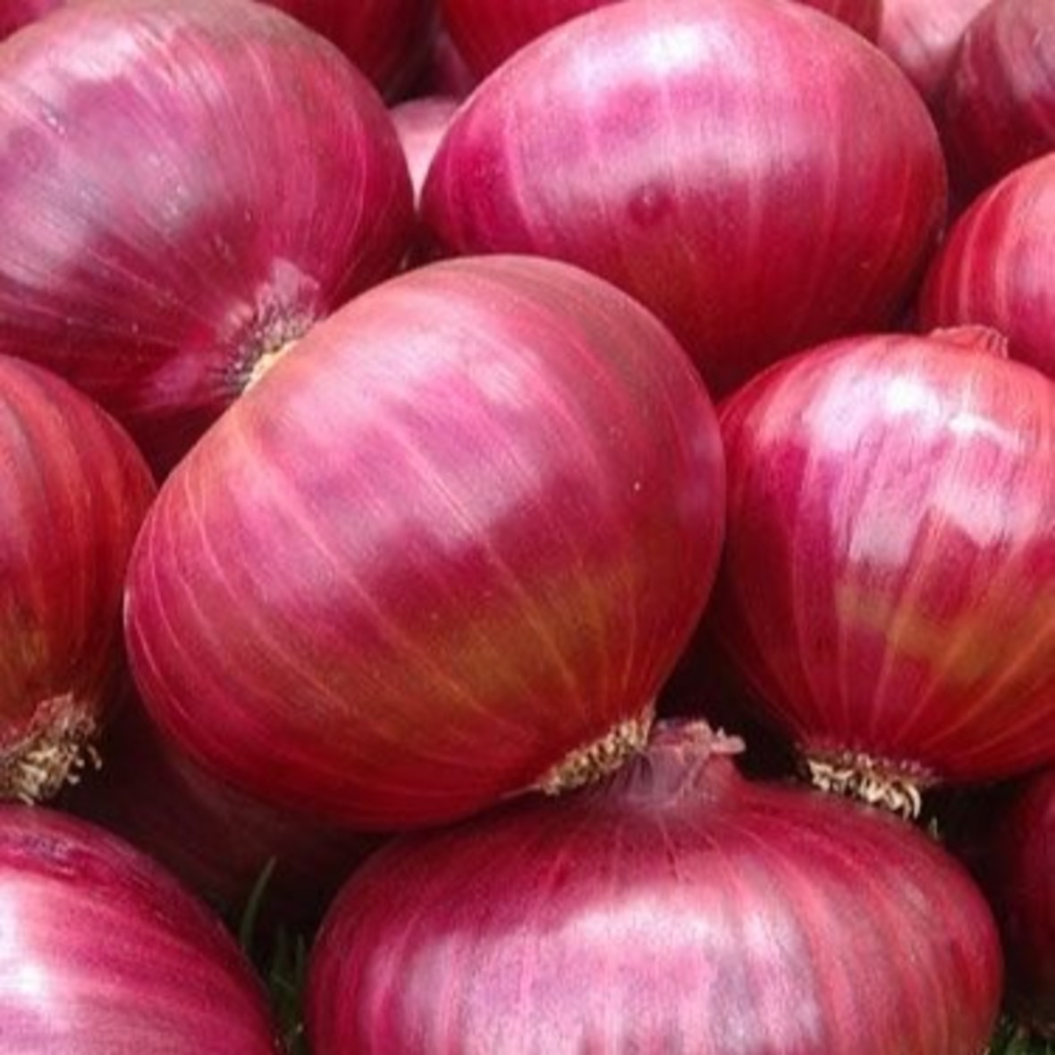 Onion