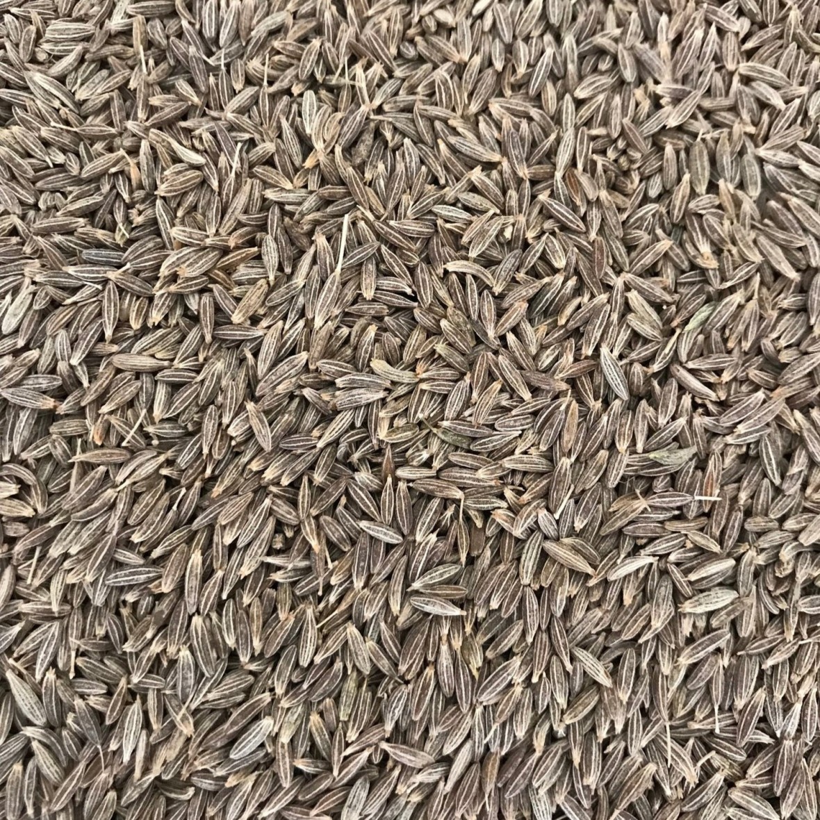 Cumin Seeds (Jeera)